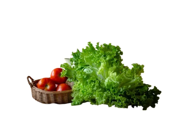 LECHUGA CRESPA AGROECO x PLANTA