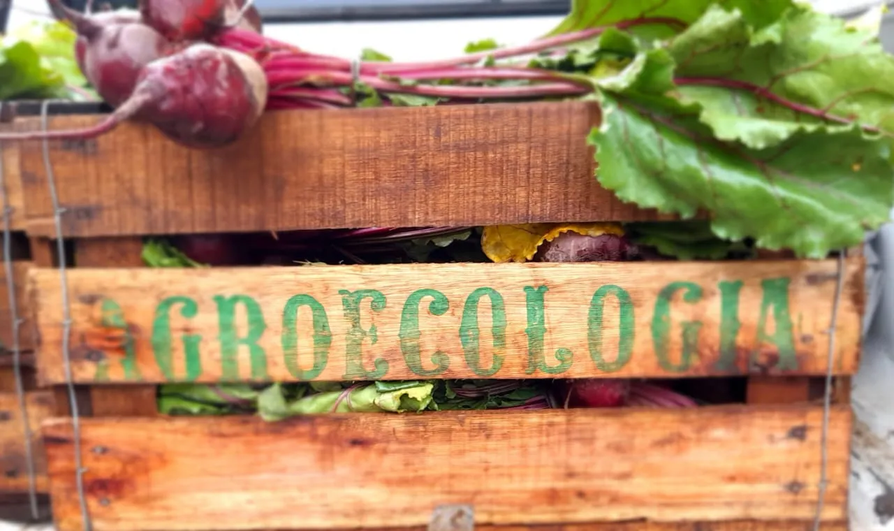 REMOLACHA (MEDIO PAQUETE) AGROECO