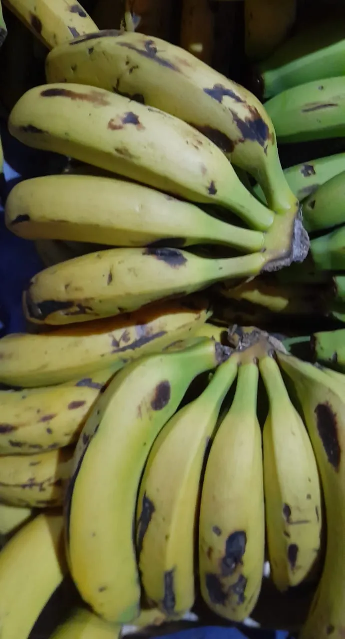 BANANAS ORGÁNICA X KG FINCA LA LUCRECIA (PUEDEN ESTAR VERDES)