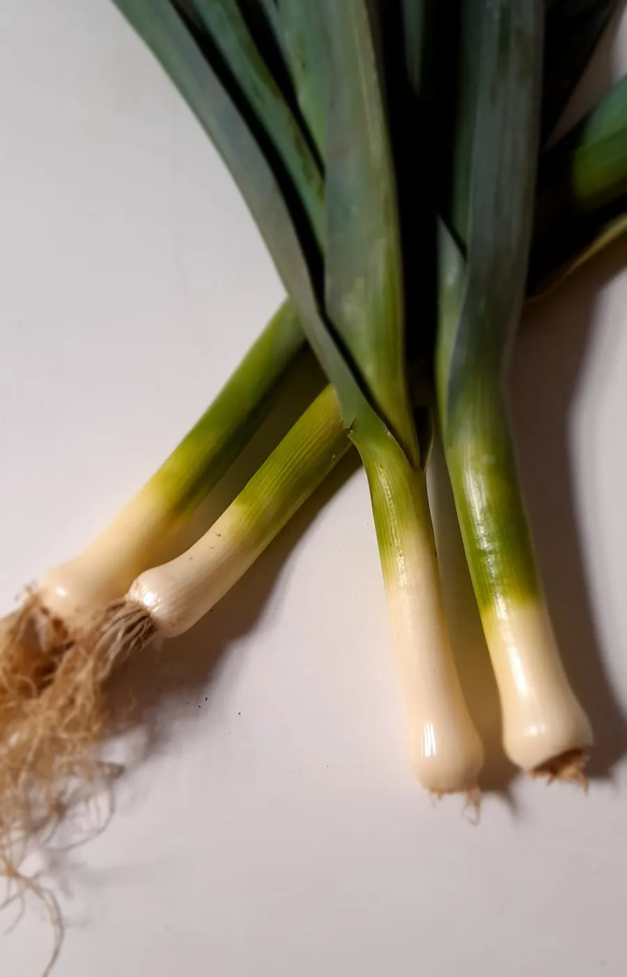 PUERRO AGROECO x  ATADO
