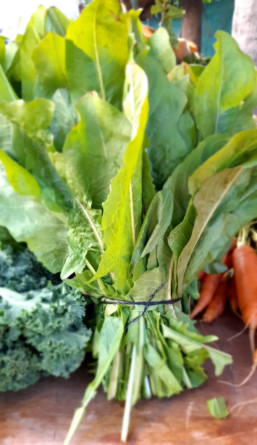 RADICHETA AGROECO X ATADO