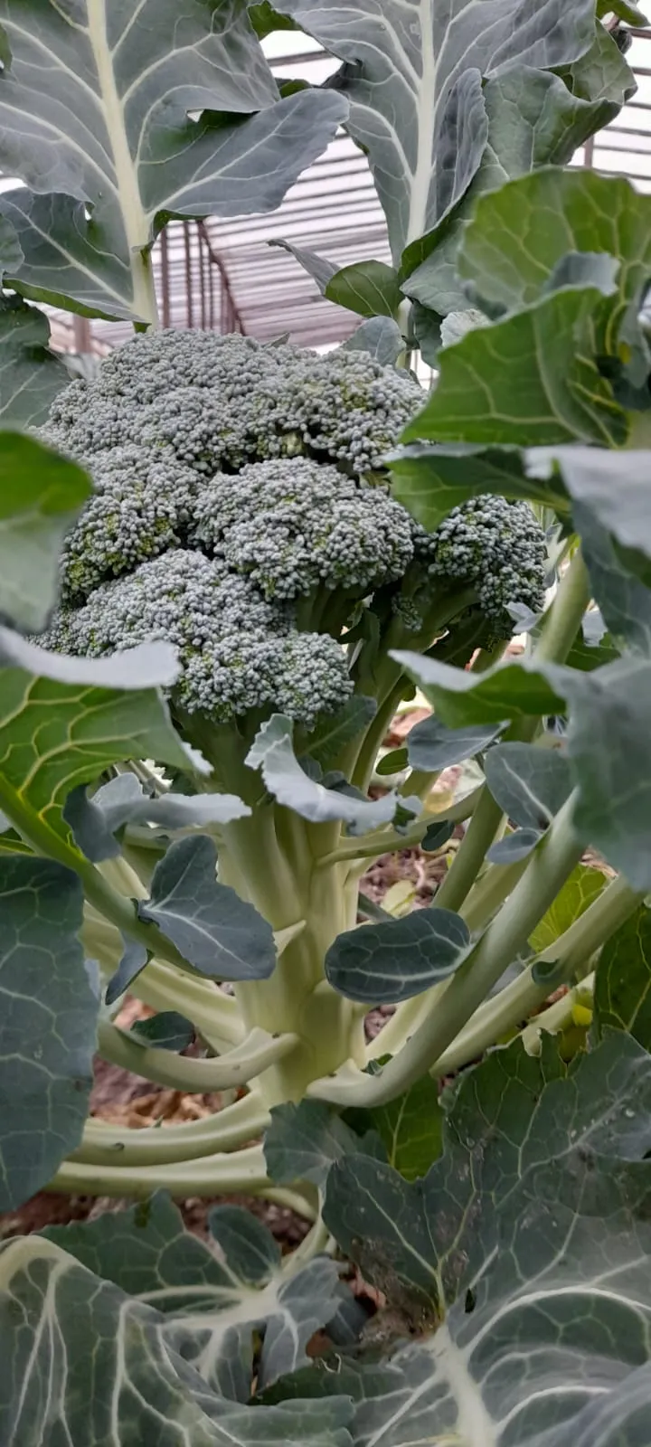 BROCOLI AGROECO X ATADO