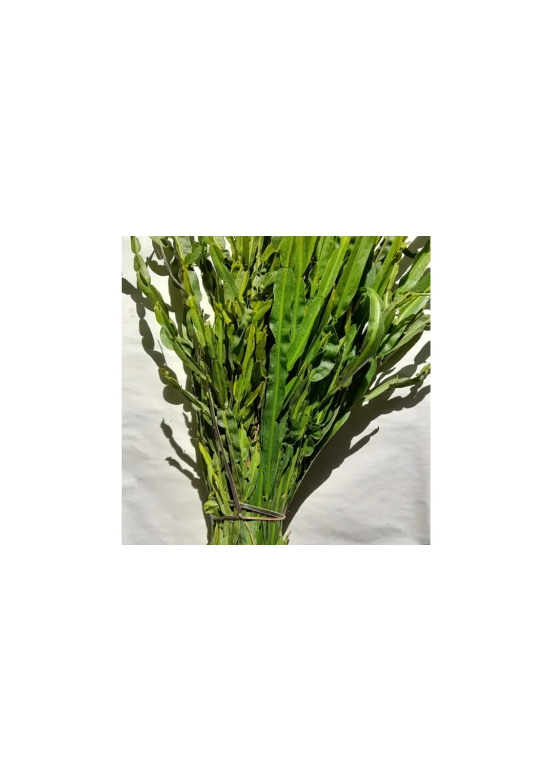 CARQUEJA SECA AGROECO X 10 G