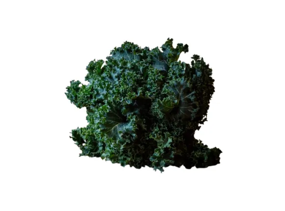 KALE X 2 ATADOS PROMO AGROECO