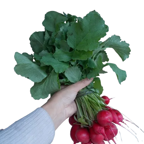 RABANITO AGROECO X PAQUETE