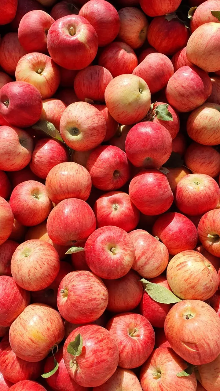 MANZANA PINK ORGÁNICAS 1 KG