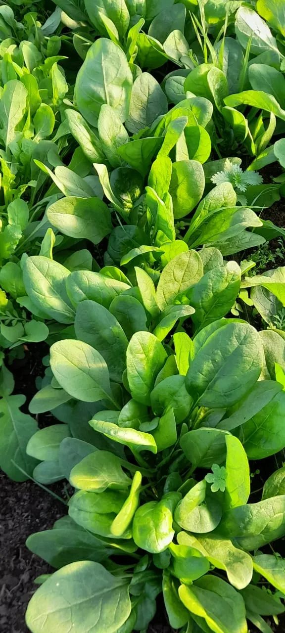 ESPINACA AGROECO x ATADO